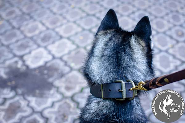 Siberian Husky genuine leather collar with reliable buckle