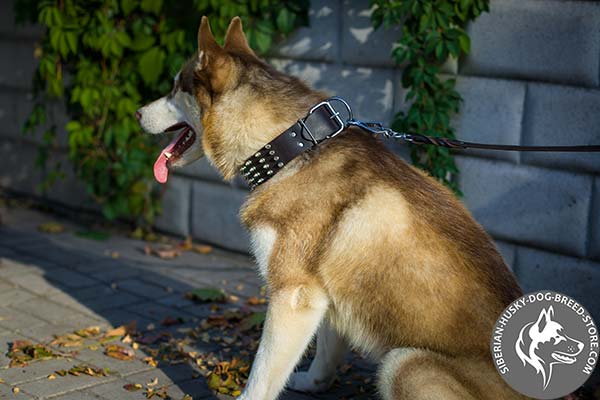 Siberian Husky leather collar with rounded edges