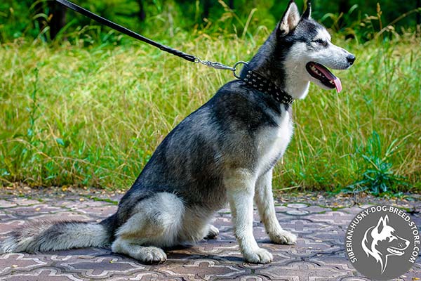 Siberian Husky safe walking leather collar
