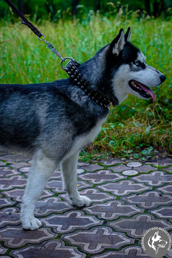 Siberian Husky leather collar with nickel spikes and brass half-spheres