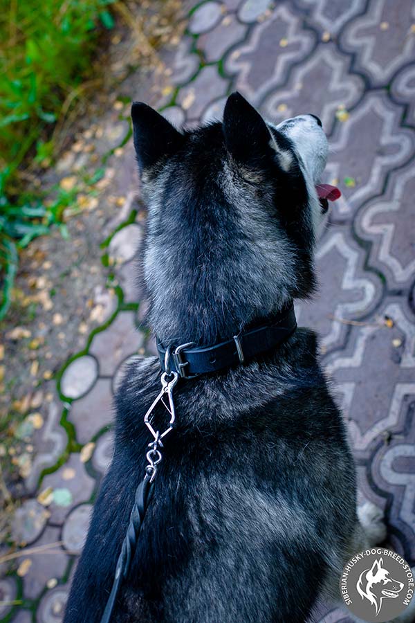 Siberian Husky collar with steadfast hardware