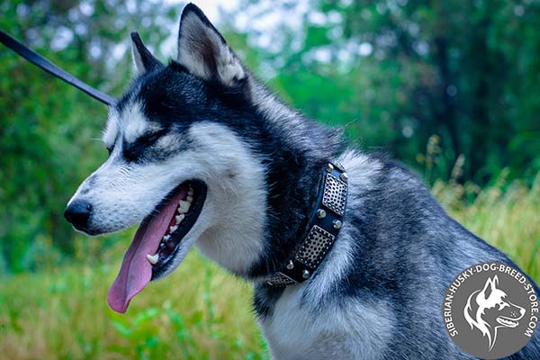 Siberian Husky genuine leather collar with steel plates and cones