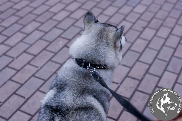 Siberian Husky collar with strong hardware