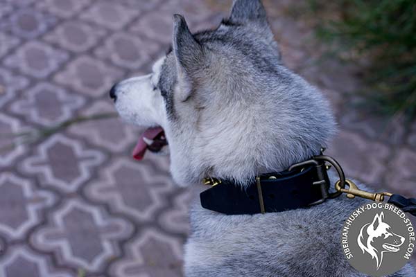Siberian Husky collar with non-rusting brass fittings