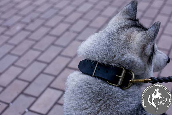 Siberian Husky collar with sturdy buckle