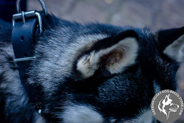 Siberian Husky collar with sturdy fittings