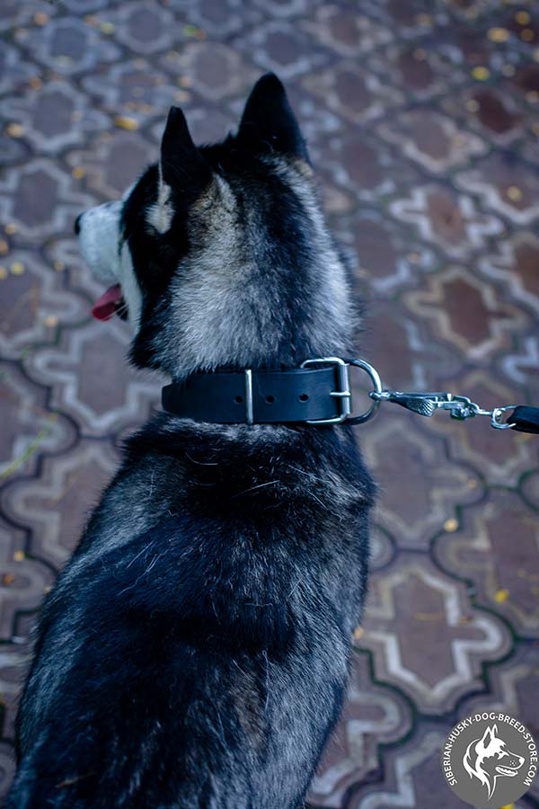 Siberian Husky collar with unbreakable fittings