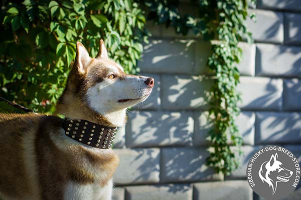 Leather dog collar for walking in style
