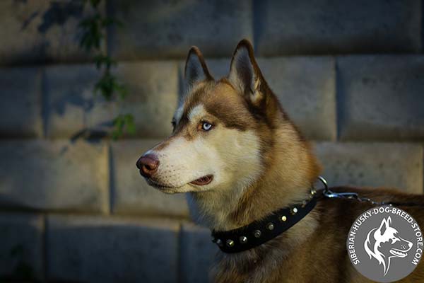 Wear-resistant nylon collar for Siberian Husky