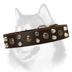 Siberian Husky breed leather collar with pyramids and  studs