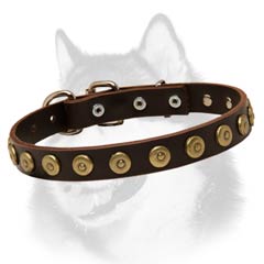 Siberian Husky breed leather dog collar with brass circles