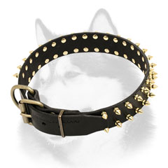 Siberian Husky collar with brass plated hardware