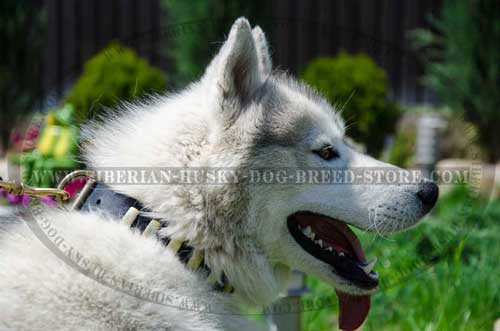 Fashion leather Siberian Husky collar with brass plates adornment