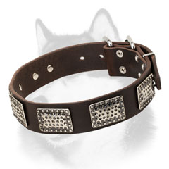 Leather Siberian Husky collar with massive plates