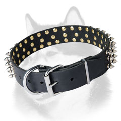 Spiked leather Siberian Husky collar