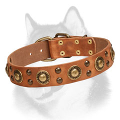 Adorned leather Siberian Husky collar 
