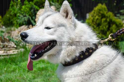 Siberian Husky decorated dog collar with pyramids
