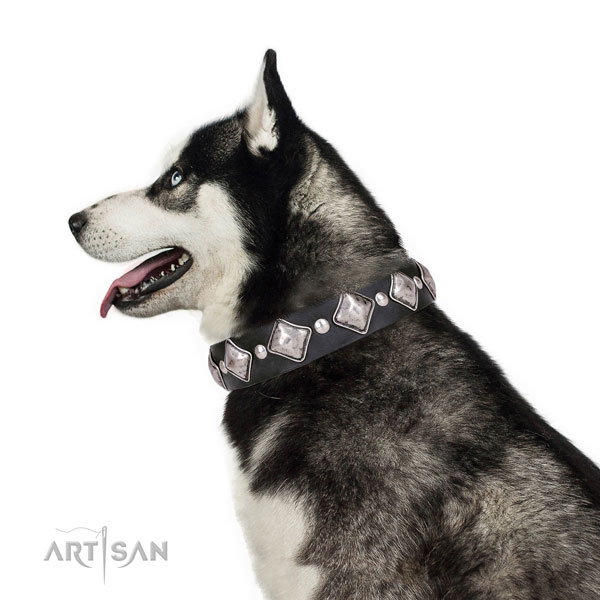 Siberian Husky full grain natural leather collar with corrosion proof D-ring for basic training