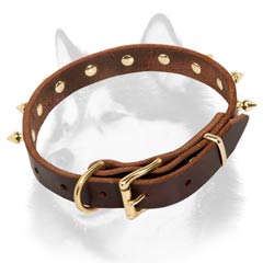 Siberian Husky dog collar with brass plated fittings