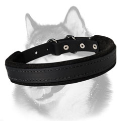 Siberian Husky dog collar with soft felt padding