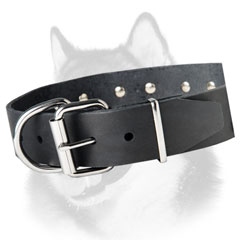 Siberian Husky fashion collar for walking and training