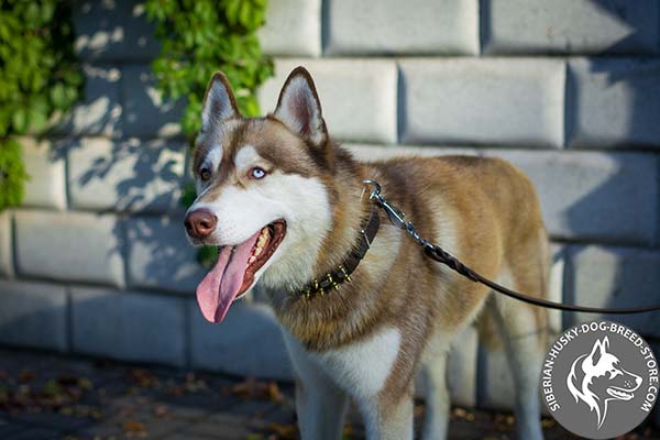 Siberian Husky black leather collar with strong nickel plated hardware for daily walks