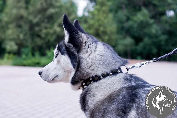 Siberian Husky black leather collar with reliable nickel plated hardware for quality control