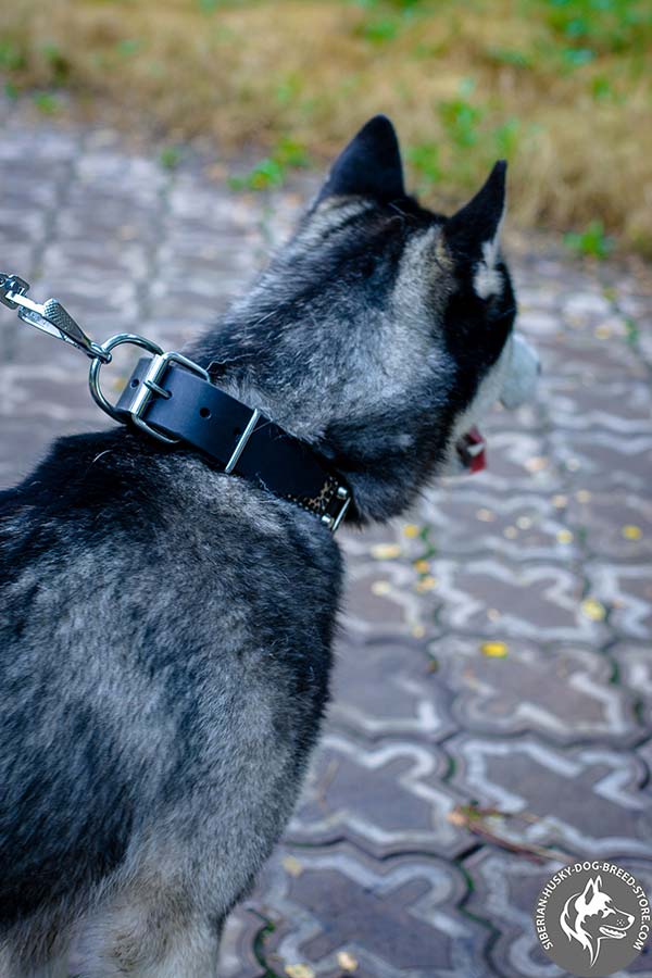 Siberian Husky black leather collar with non-corrosive hardware for basic training