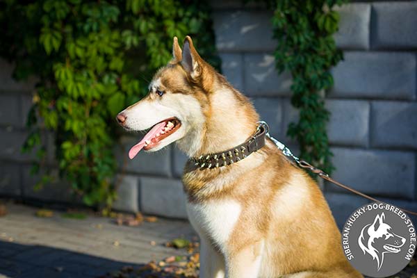 Siberian Husky black leather collar of high quality with d-ring for leash attachment for professional use