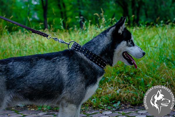 Siberian Husky black leather collar with reliable fittings for agitation training