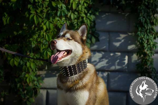 Siberian Husky brown leather collar with reliable nickel plated hardware for basic training