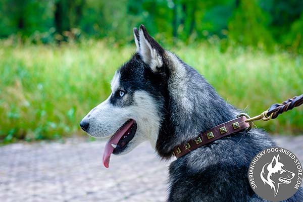 Siberian Husky tan leather collar with reliable fittings for perfect control