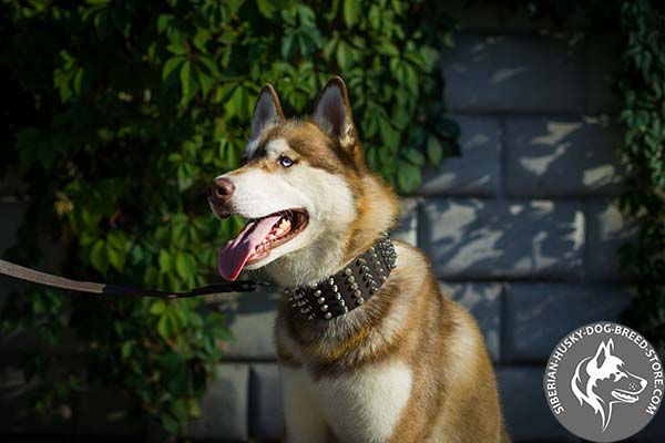 Siberian Husky brown leather collar with reliable hardware for professional use