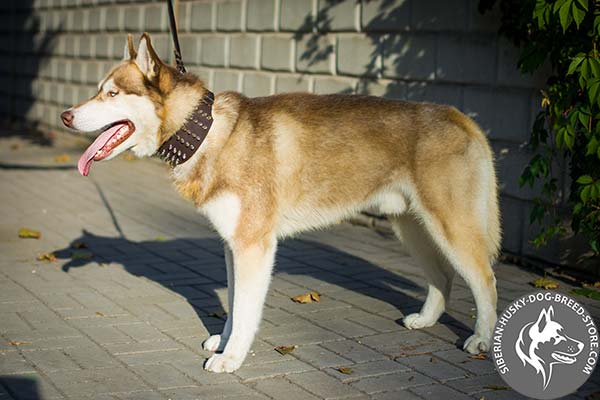 Siberian Husky brown leather collar with duly riveted spikes for any activity