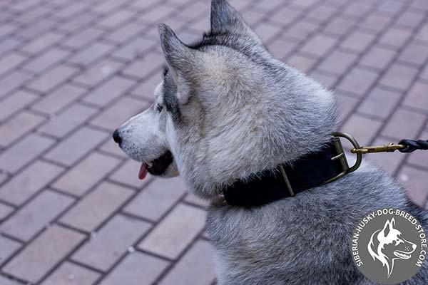 Siberian Husky black leather collar with duly riveted fittings for agitation training