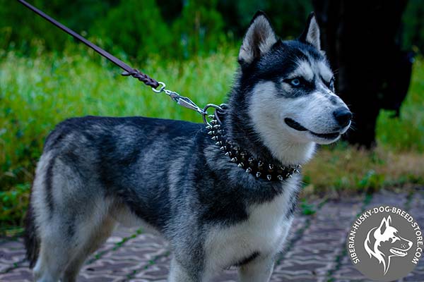Siberian Husky black leather collar with reliable hardware for professional use
