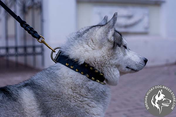 Siberian Husky black leather collar of high quality with traditional buckle for any activity