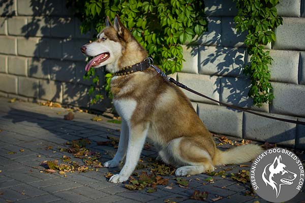 Siberian Husky black leather collar with reliable hardware for daily activity