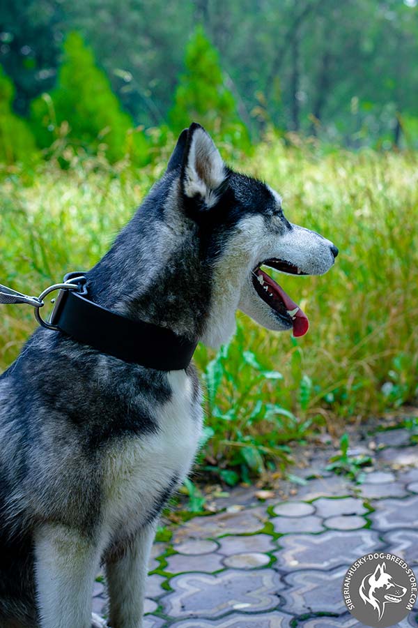 Siberian Husky black leather collar with rust-proof hardware for basic training