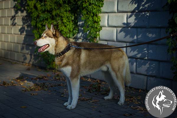 Siberian Husky black leather collar with non-corrosive fittings for utmost comfort
