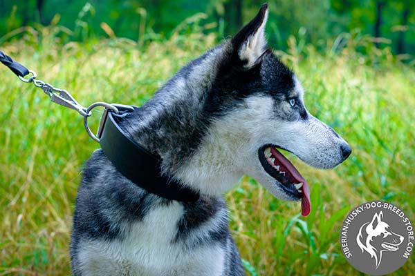 Siberian Husky black leather collar with rust-free nickel plated hardware for daily walks