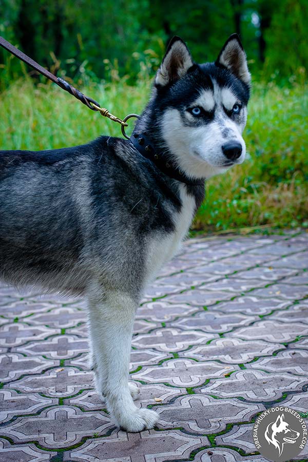 Siberian Husky black leather collar of high quality with traditional buckle for basic training