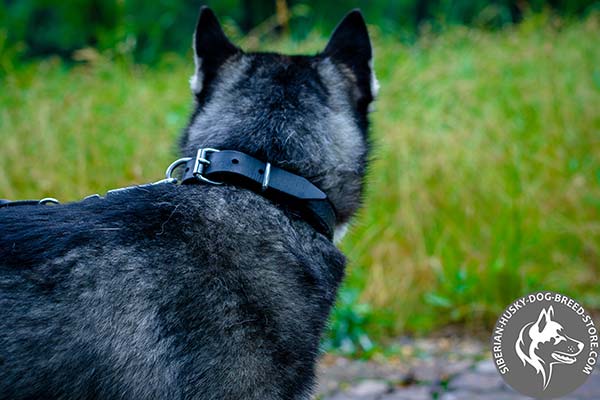 Siberian Husky black leather collar free breathing with traditional buckle for improved control