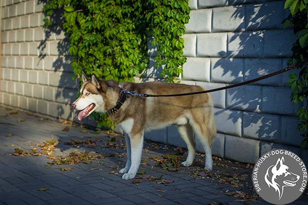 Siberian Husky black leather collar with non-corrosive hardware for better comfort