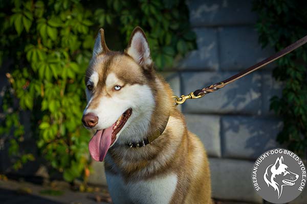 Siberian Husky brown leather collar with rust-free hardware for agitation training