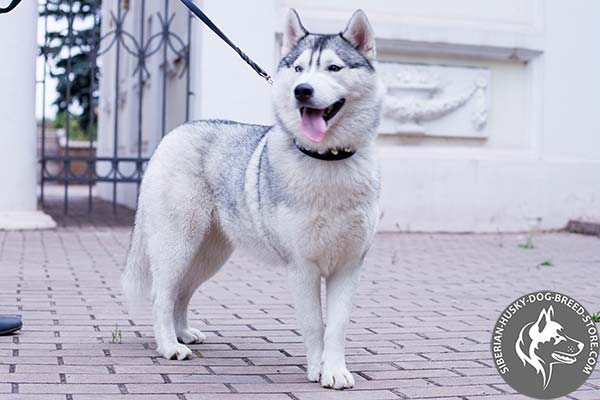 Siberian Husky black leather collar with corrosion resistant cones for basic training