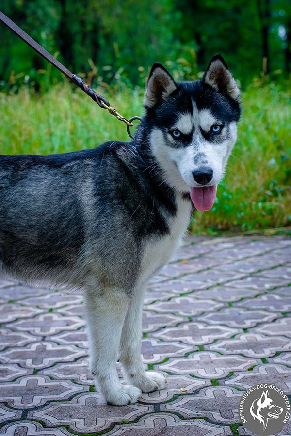 Siberian Husky black leather collar with reliable fittings for professional use