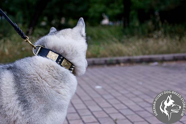 Siberian Husky black leather collar with durable brass plated hardware for perfect control