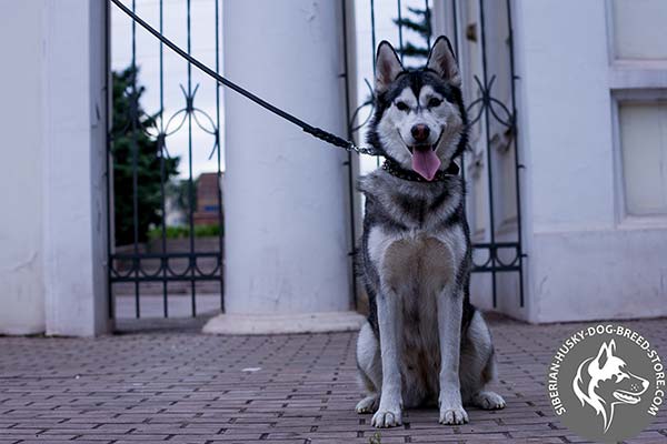 Siberian Husky black leather collar of high quality with traditional buckle for quality control