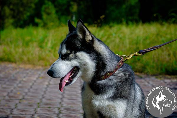 Siberian Husky tan leather collar with rust-proof hardware for improved control
